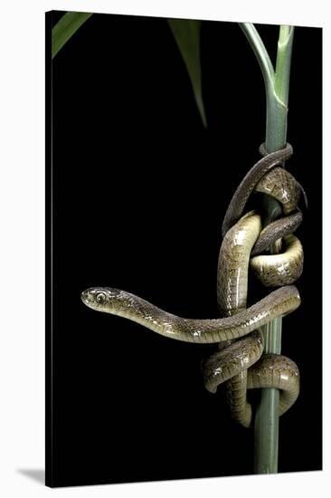 Dasypeltis Scabra (African Egg-Eating Snake, Rhombic Egg Eater)-Paul Starosta-Stretched Canvas