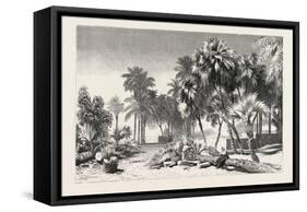 Date and Doom Palms. Egypt, 1879-null-Framed Stretched Canvas