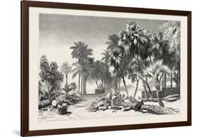 Date and Doom Palms. Egypt, 1879-null-Framed Giclee Print