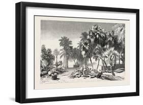 Date and Doom Palms. Egypt, 1879-null-Framed Giclee Print