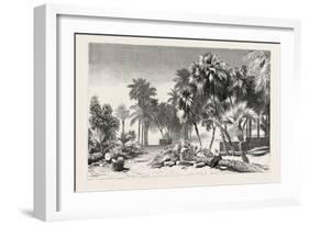 Date and Doom Palms. Egypt, 1879-null-Framed Giclee Print