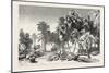 Date and Doom Palms. Egypt, 1879-null-Mounted Giclee Print