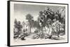 Date and Doom Palms. Egypt, 1879-null-Framed Stretched Canvas