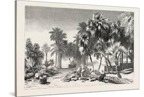 Date and Doom Palms. Egypt, 1879-null-Stretched Canvas