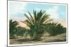 Date Gardens, Coachella Valley-null-Mounted Art Print