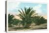 Date Gardens, Coachella Valley-null-Stretched Canvas