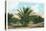 Date Gardens, Coachella Valley-null-Stretched Canvas