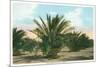 Date Gardens, Coachella Valley-null-Mounted Premium Giclee Print