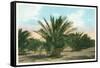 Date Gardens, Coachella Valley-null-Framed Stretched Canvas