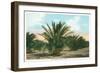 Date Gardens, Coachella Valley-null-Framed Art Print