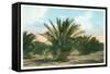 Date Gardens, Coachella Valley-null-Framed Stretched Canvas