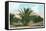 Date Gardens, Coachella Valley-null-Framed Stretched Canvas