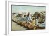 Date Market in Omdurman Sudan-null-Framed Art Print