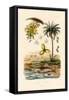 Date Palm, 1833-39-null-Framed Stretched Canvas