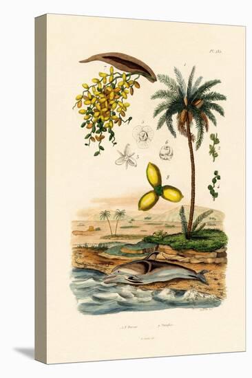 Date Palm, 1833-39-null-Stretched Canvas
