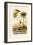 Date Palm, 1833-39-null-Framed Giclee Print