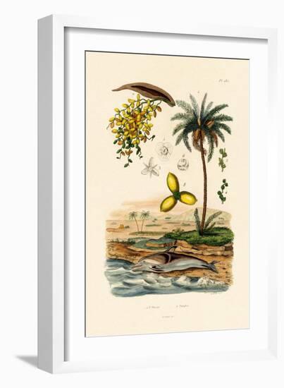 Date Palm, 1833-39-null-Framed Giclee Print