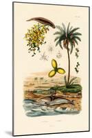 Date Palm, 1833-39-null-Mounted Giclee Print