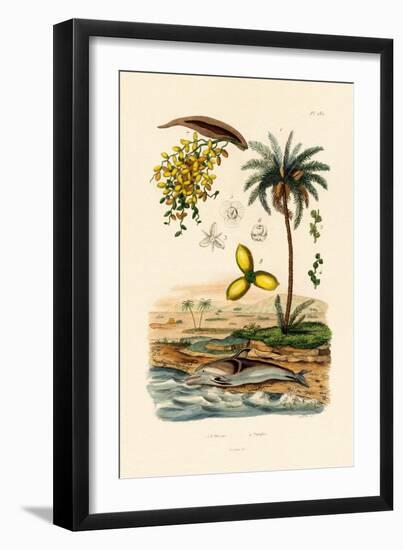 Date Palm, 1833-39-null-Framed Premium Giclee Print