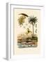 Date Palm, 1833-39-null-Framed Premium Giclee Print