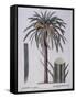 Date Palm (Phoenix Dactylifera), Arecaceae-null-Framed Stretched Canvas