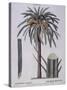 Date Palm (Phoenix Dactylifera), Arecaceae-null-Stretched Canvas