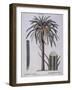 Date Palm (Phoenix Dactylifera), Arecaceae-null-Framed Giclee Print