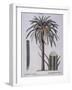 Date Palm (Phoenix Dactylifera), Arecaceae-null-Framed Giclee Print