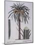 Date Palm (Phoenix Dactylifera), Arecaceae-null-Mounted Giclee Print