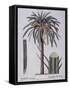 Date Palm (Phoenix Dactylifera), Arecaceae-null-Framed Stretched Canvas