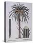 Date Palm (Phoenix Dactylifera), Arecaceae-null-Stretched Canvas