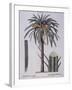 Date Palm (Phoenix Dactylifera), Arecaceae-null-Framed Giclee Print