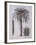 Date Palm (Phoenix Dactylifera), Arecaceae-null-Framed Giclee Print