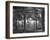 Date palms, California, 1937 (b/w photo)-Dorothea Lange-Framed Giclee Print