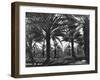 Date Palms, Coachella Valley, California-Dorothea Lange-Framed Giclee Print