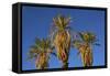 Date Palms, Furnace Creek Golf Course, Death Valley, USA-Michel Hersen-Framed Stretched Canvas