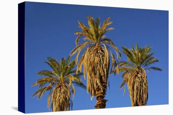 Date Palms, Furnace Creek Golf Course, Death Valley, USA-Michel Hersen-Stretched Canvas