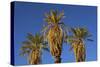 Date Palms, Furnace Creek Golf Course, Death Valley, USA-Michel Hersen-Stretched Canvas