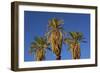 Date Palms, Furnace Creek Golf Course, Death Valley, USA-Michel Hersen-Framed Photographic Print