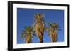 Date Palms, Furnace Creek Golf Course, Death Valley, USA-Michel Hersen-Framed Photographic Print