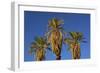 Date Palms, Furnace Creek Golf Course, Death Valley, USA-Michel Hersen-Framed Photographic Print