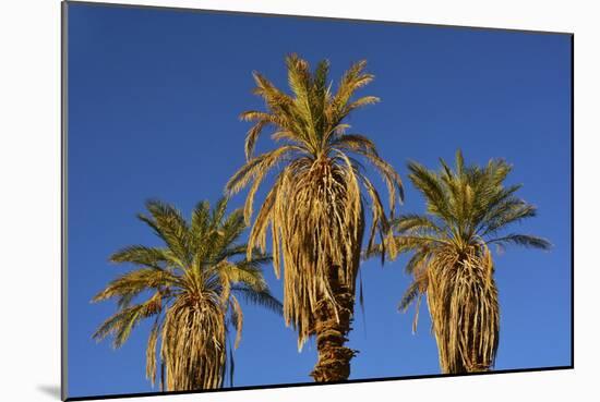 Date Palms, Furnace Creek Golf Course, Death Valley, USA-Michel Hersen-Mounted Photographic Print