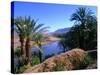 Date Palms in the Draa Valley, Draa Valley, Ouarzazate, Morocco-John Elk III-Stretched Canvas