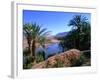 Date Palms in the Draa Valley, Draa Valley, Ouarzazate, Morocco-John Elk III-Framed Photographic Print