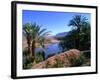 Date Palms in the Draa Valley, Draa Valley, Ouarzazate, Morocco-John Elk III-Framed Photographic Print