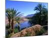 Date Palms in the Draa Valley, Draa Valley, Ouarzazate, Morocco-John Elk III-Mounted Photographic Print