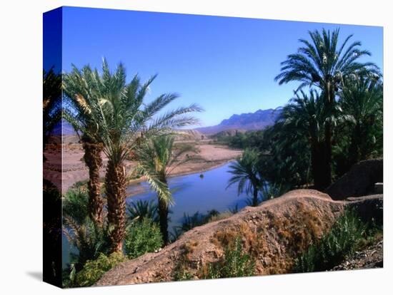 Date Palms in the Draa Valley, Draa Valley, Ouarzazate, Morocco-John Elk III-Stretched Canvas