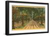 Date Palms, Indio, California-null-Framed Art Print