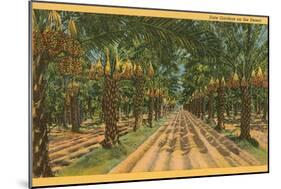 Date Palms, Indio, California-null-Mounted Art Print