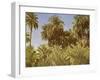 Date palms on Elephantine Island, Egypt-English Photographer-Framed Giclee Print